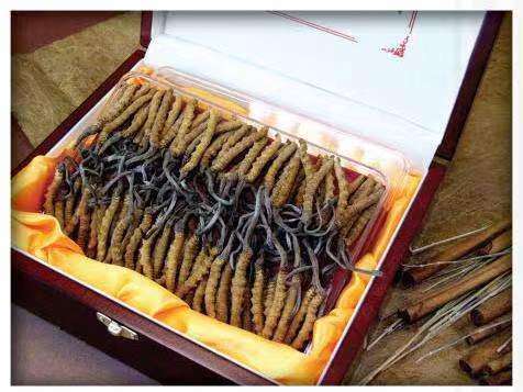 高坪冬虫夏草回收